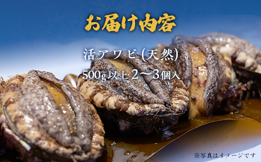 【2025年10月下旬以降発送】奥尻産天然アワビ500ｇ以上 【 ふるさと納税 人気 おすすめ ランキング あわび アワビ 鮑 貝 天然 魚介 蝦夷アワビ 新鮮 活あわび 活アワビ 北海道 奥尻町 送料無料 】 OKUF012