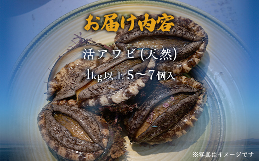 【2025年10月下旬以降発送】奥尻産天然アワビ１kg以上 【 ふるさと納税 人気 おすすめ ランキング あわび アワビ 鮑 貝 天然 魚介 蝦夷アワビ 新鮮 活あわび 活アワビ 北海道 奥尻町 送料無料 】 OKUF013