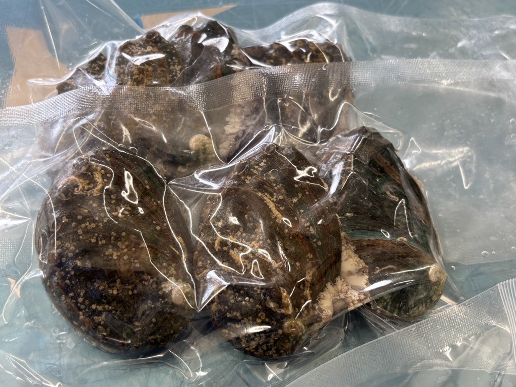 奥尻島産 冷凍養殖アワビLLサイズ（2個入り） OKUF017
