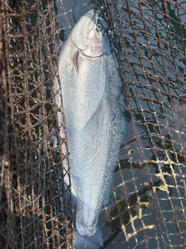 奥尻サーモン淡雪（1枚）大（700ｇ以上） OKUF019