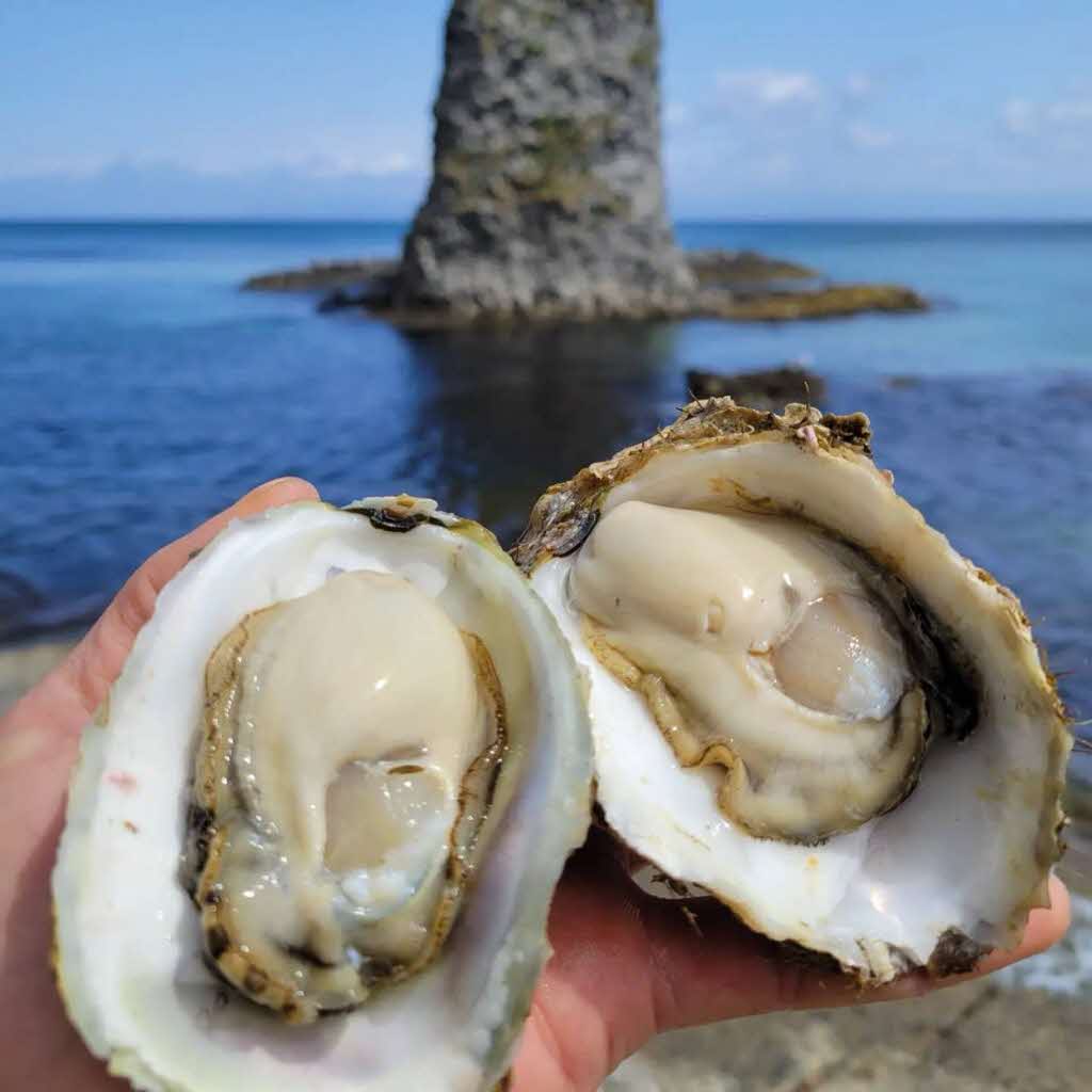 【先行予約 2025年7月20日より発送】奥尻島産養殖岩ガキ【Mサイズ】殻付き　20個入り（加熱食用）～豊かな海が育てた海の宝石～ OKUY002