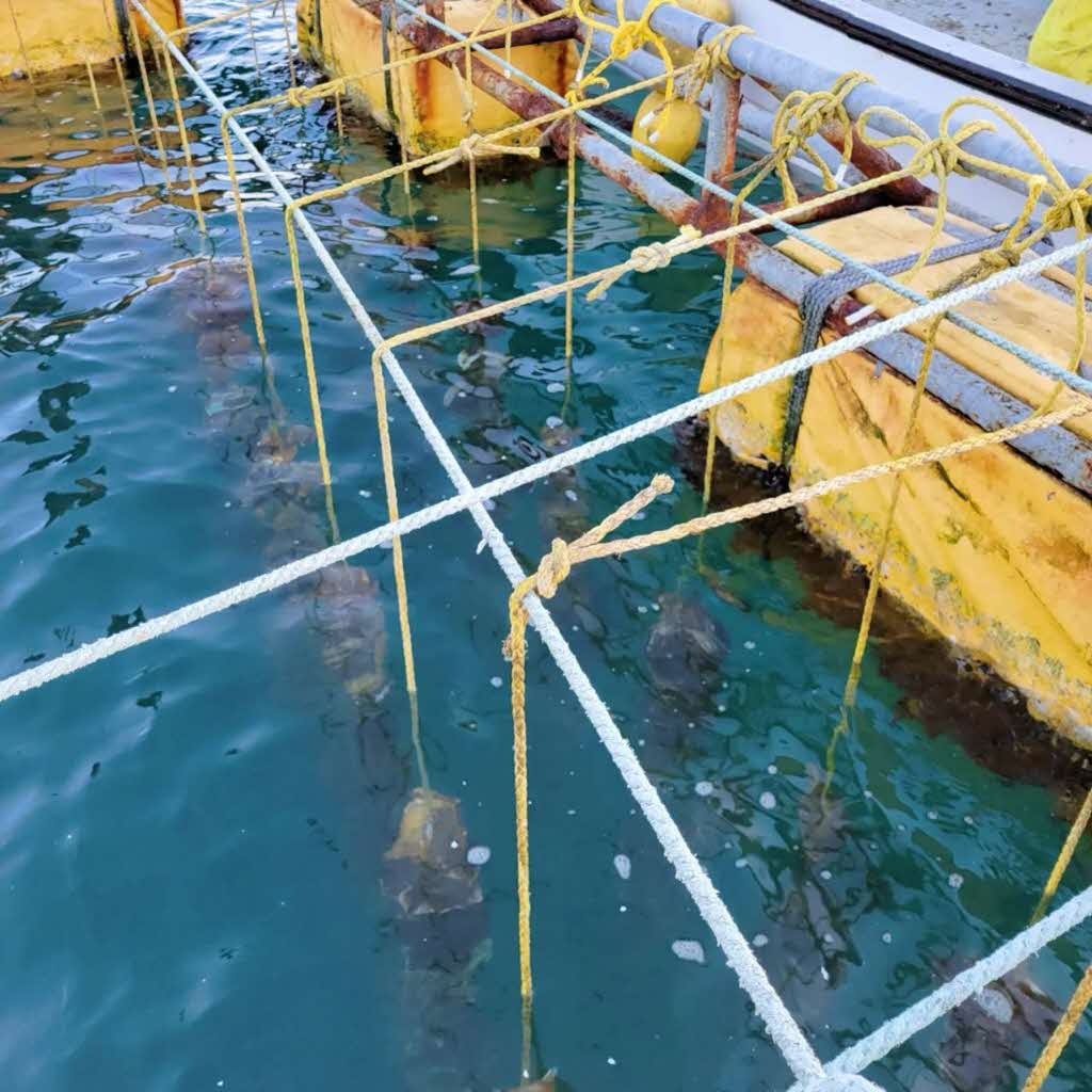 【先行予約 2025年7月20日より発送】奥尻島産養殖岩ガキ【Sサイズ】殻付き　20個入り（加熱食用）～豊かな海が育てた海の宝石～ OKUY004