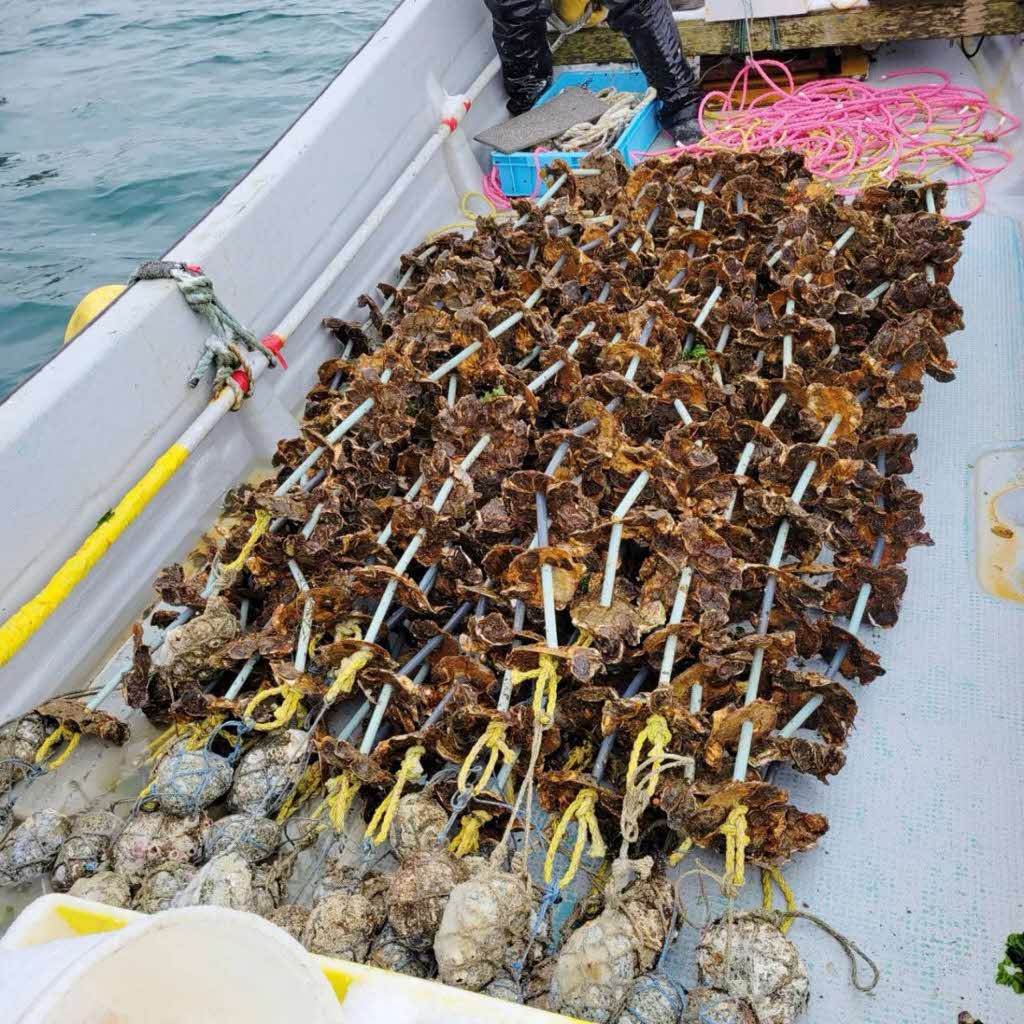 【先行予約 2025年7月20日より発送】奥尻島産養殖岩ガキ【Mサイズ】殻付き　10個入り（加熱食用）～豊かな海が育てた海の宝石～ OKUY001