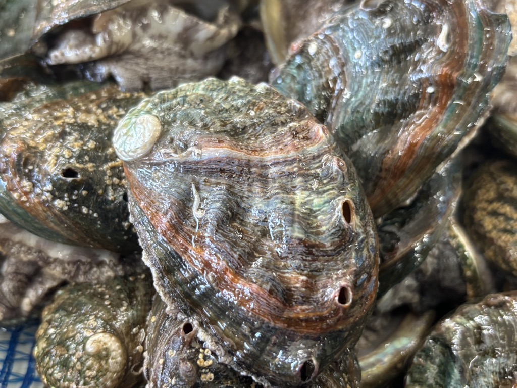 奥尻島産 冷凍養殖アワビLLサイズ（2個入り） OKUF017