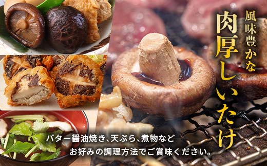 【先行予約】原木栽培 生椎茸 約900g 里の恵 しいたけ シイタケ きのこ キノコ 椎茸 野菜 F21W-259