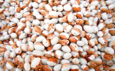 今金発スープづくりのセット【ふるさと納税×今金高等養護学校】F21W-290