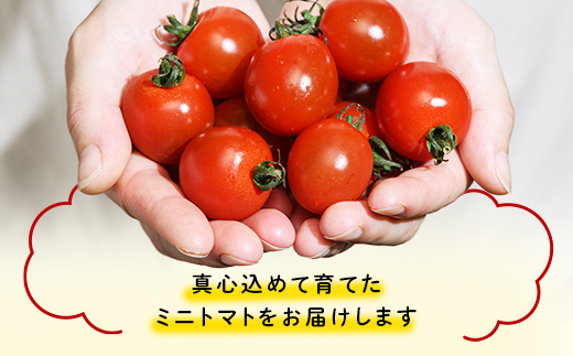 【訳あり】ミニトマト 約1kg (2S～3Lサイズ混合) トマト フルーツトマト 産地直送 甘いトマト 熟成トマト F21W-491