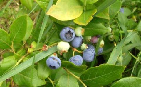 ブルーベリージャムづくりキット【ふるさと納税×今金高等養護学校】F21W-288