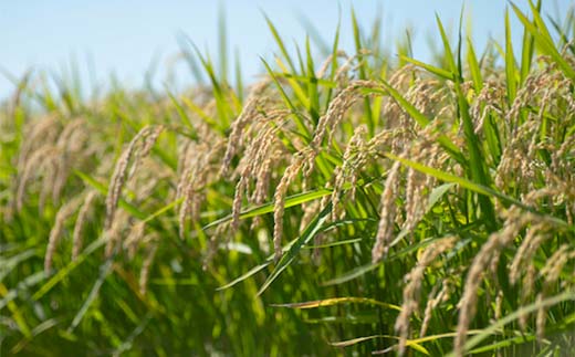 半島食堂『十八番』ギフトセット 米粉 麺 パスタソース ボロネーゼ ラー油 レトルト 簡単 時短 手軽 F21W-480