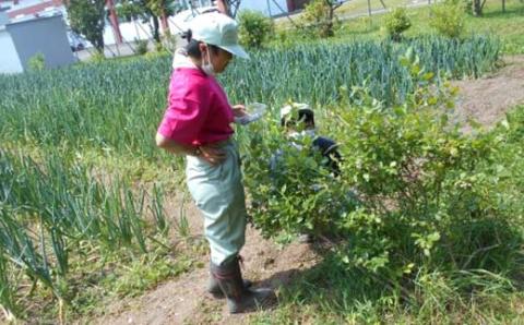 ブルーベリージャムづくりキット【ふるさと納税×今金高等養護学校】F21W-288