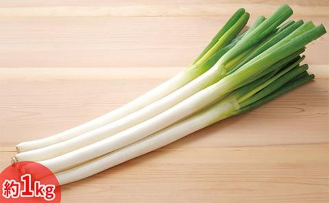 今金産軟白長ねぎ F21W-247