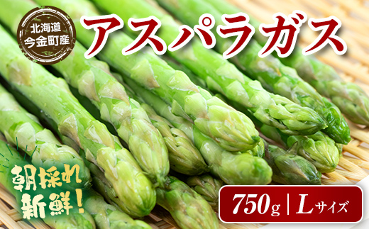 【先行予約】朝採れ新鮮アスパラ 750g（Lサイズ） (2026年3月下旬~6月中旬または2026年7月上旬~9月上旬頃発送) 野菜 秀品 北海道産 バーベキュー BBQ キャンプ 旬野菜 アスパラガス 栄養満点 冷蔵発送 F21W-458