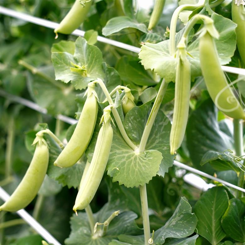 【2026年5月中旬から順次発送】【朝獲れ新鮮】北海道 せたな町産 スナップえんどう 3kg 旬 炒め お弁当 みそ汁 パスタ 天ぷら おつまみ 野菜 ふるさと納税