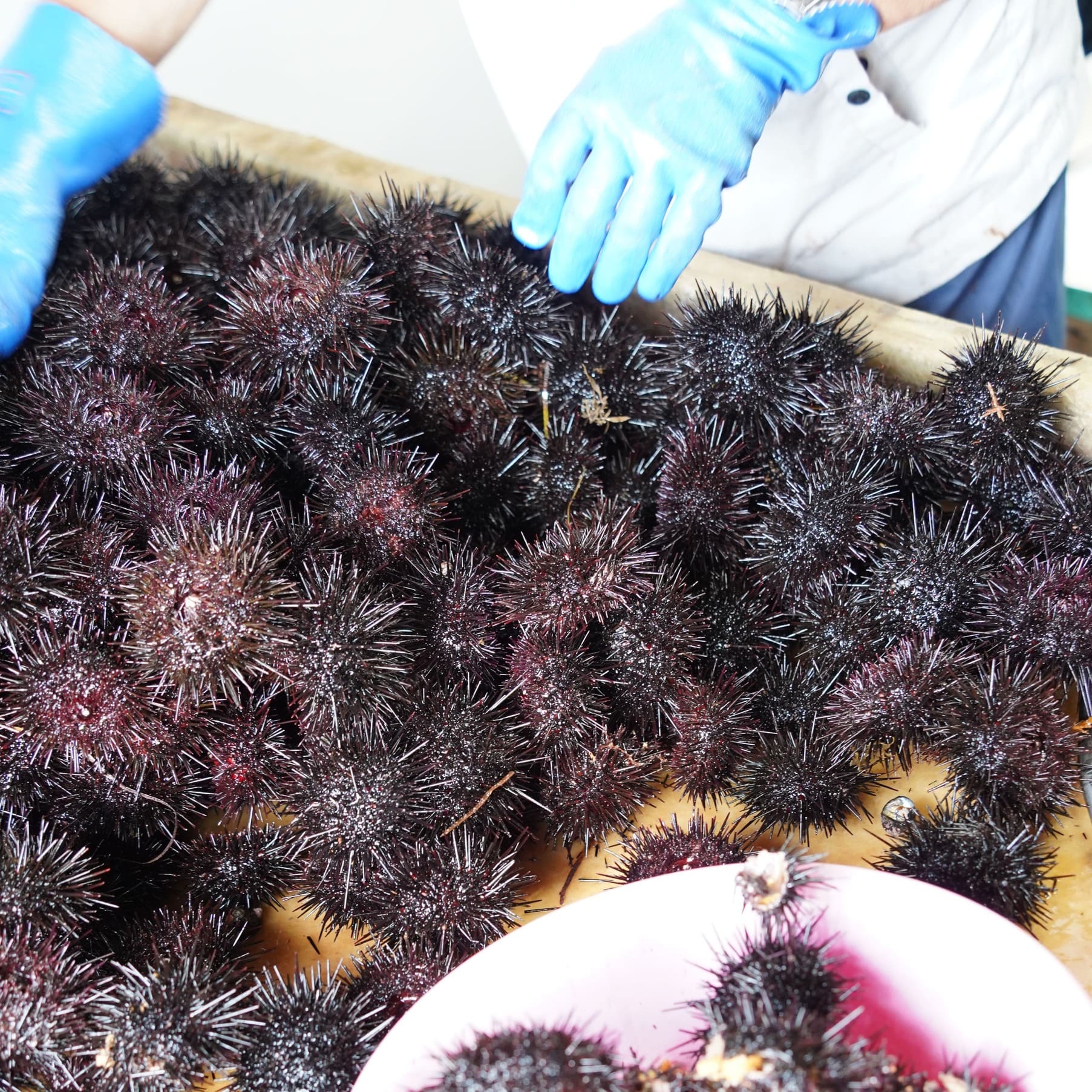 【2026年7月1日から順次発送】【産地直送】北海道産 塩水うに 100g キタムラサキウニ ミョウバン不使用 直送 旬 パスタ 寿司 焼き うに丼 海鮮 せたな町 ふるさと納税