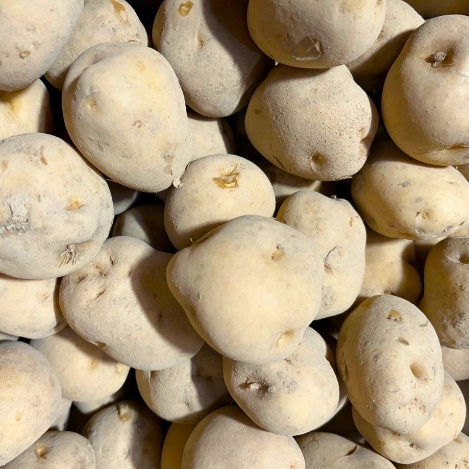 【2026年10下旬から順次発送】【令和8年産】北海道 せたな町産 男爵 10kg 男爵いも 芋 新じゃが じゃがいも 野菜 ふるさと納税