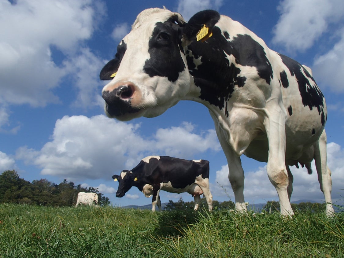 【大津牧場の搾りたてミルク使用】北海道産 のむヨーグルト 30本セット プレーン加糖 プレーン無糖 イチゴ ブルーベリー ビーツ ダイエット 産地直送 牛乳 ヨーグルト せたな町 ふるさと納税