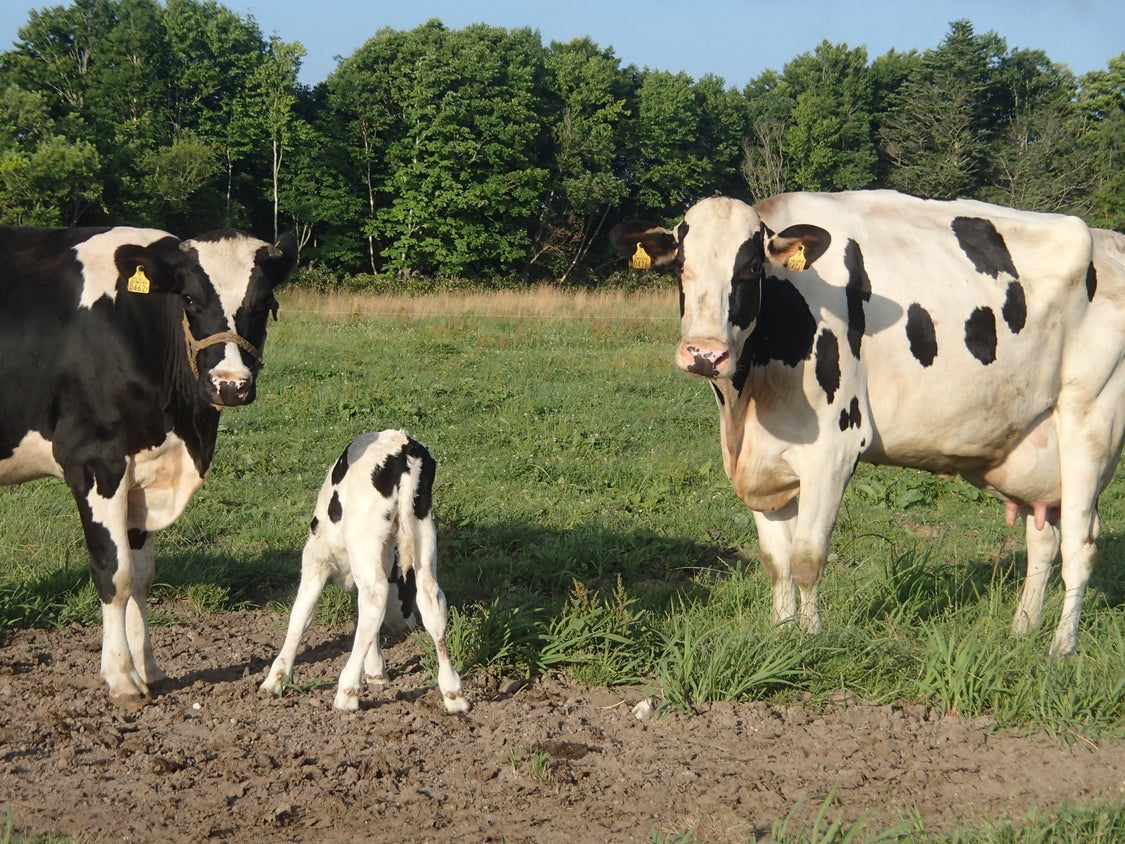【大津牧場の搾りたてミルク使用】北海道産 のむヨーグルトBIG プレーン加糖 450ml×7本セット ダイエット 産地直送 牛乳 ヨーグルト せたな町 ふるさと納税