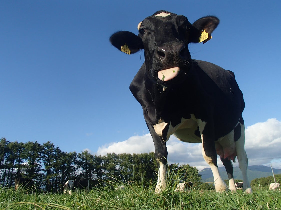 【大津牧場の搾りたてミルク使用】北海道産 のむヨーグルトBIG プレーン無糖 450ml×7本セット ダイエット 産地直送 牛乳 ヨーグルト せたな町 ふるさと納税