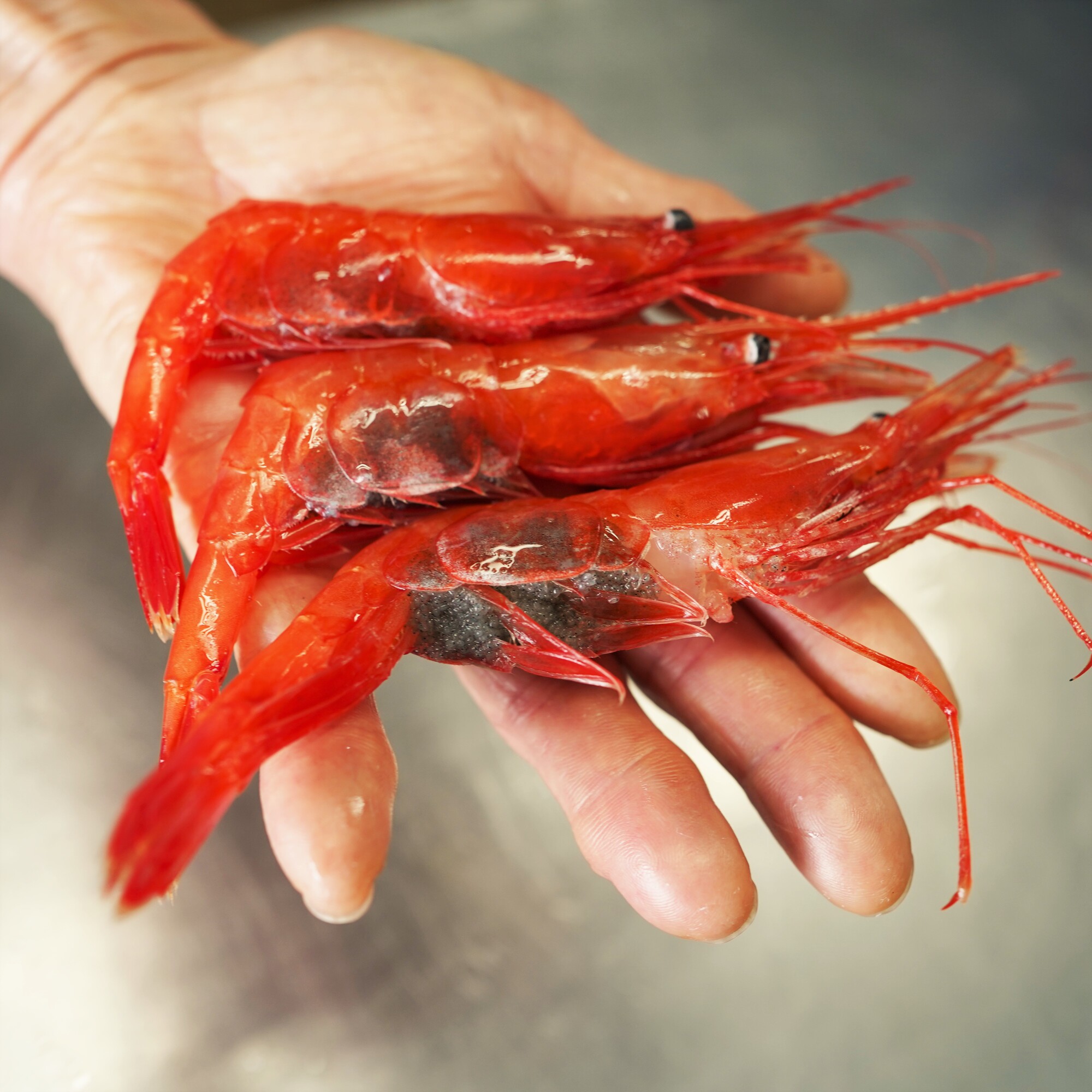 【漁師直送】北海道産 甘えび Lサイズ1kg お刺身 唐揚げ 丼 味噌汁 寿司 冷凍 天ぷら 旬 海鮮 せたな町 ふるさと納税