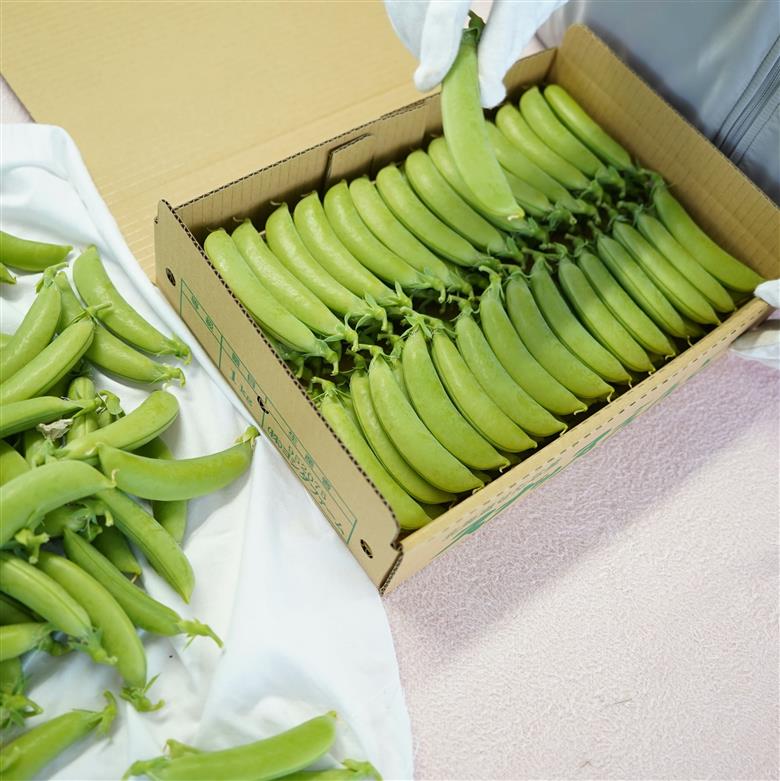 【2026年5月中旬から順次発送】【朝獲れ新鮮】北海道 せたな町産 スナップえんどう 2kg 旬 炒め お弁当 みそ汁 パスタ 天ぷら おつまみ 野菜 ふるさと納税