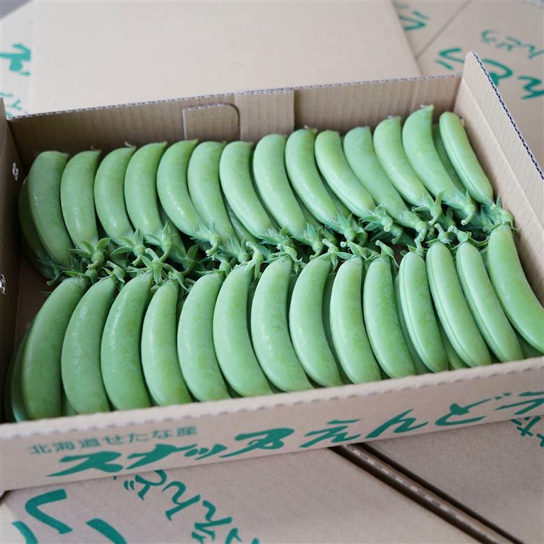 【2026年5月中旬から順次発送】【朝獲れ新鮮】北海道 せたな町産 スナップえんどう 3kg 旬 炒め お弁当 みそ汁 パスタ 天ぷら おつまみ 野菜 ふるさと納税