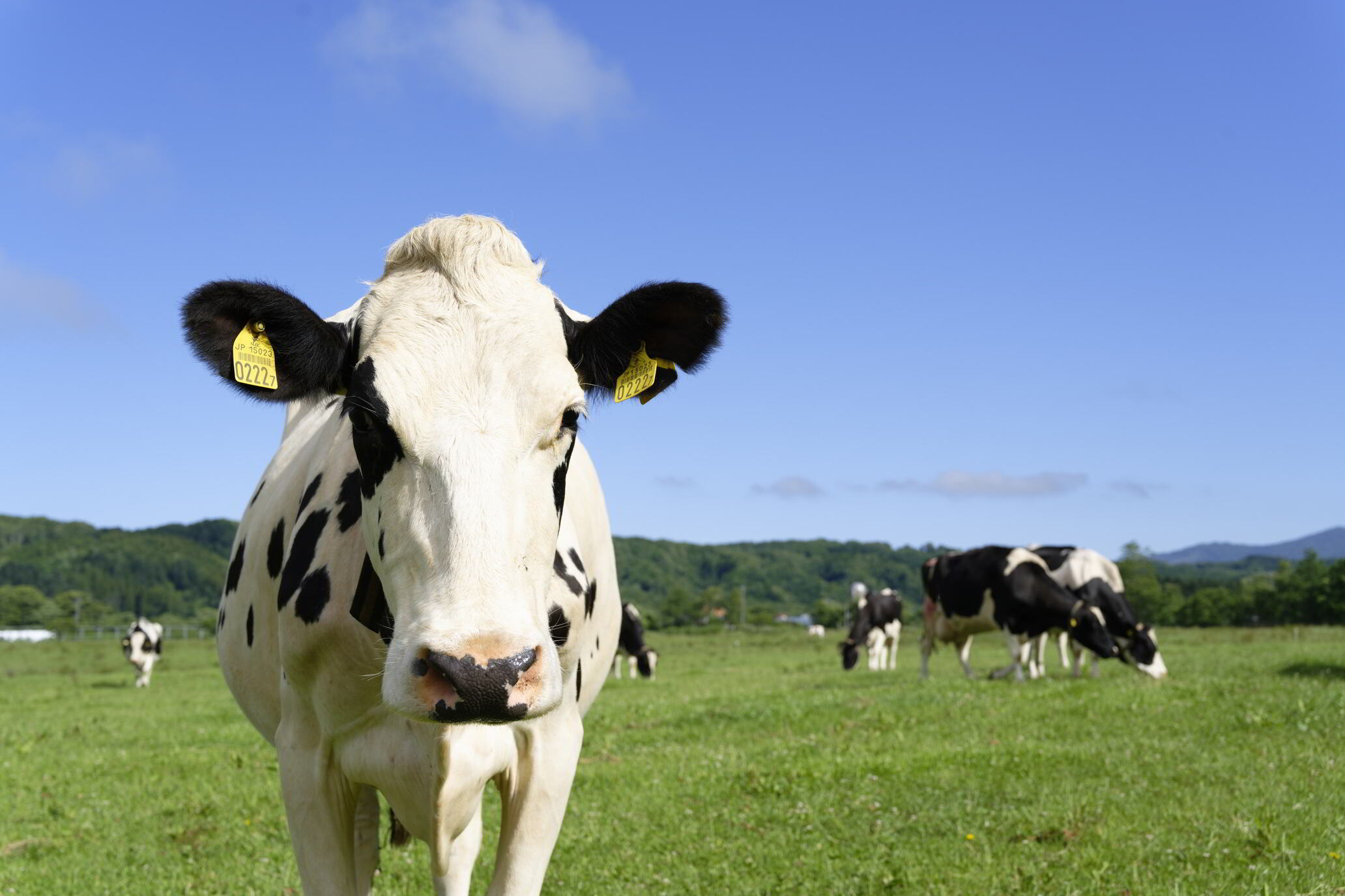【北海道産搾りたて生乳使用】ひらかわ牧場のアイスクリーム おすすめ2種12個セット フレッシュミルク キャラメルクランチ デザート スイーツ お取り寄せ ギフト せたな町 ふるさと納税