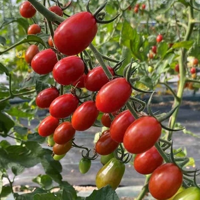 【北海道産トマト使用】無添加で素材の味にこだわった、高糖度フルーツトマトジュース(1L×2本)