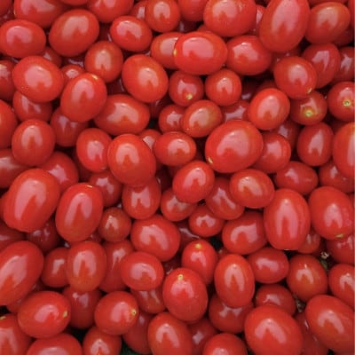 【北海道産有機トマト100%】素材の味にこだわった高糖度フルーツトマトジュース500ml×12本