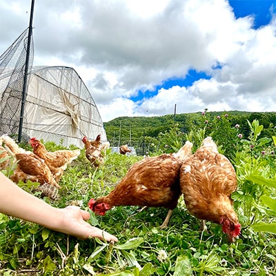 【毎月定期便】自然卵【ハッピーコッコちゃんたまご】20個入り(全3回)【配送不可地域：離島】