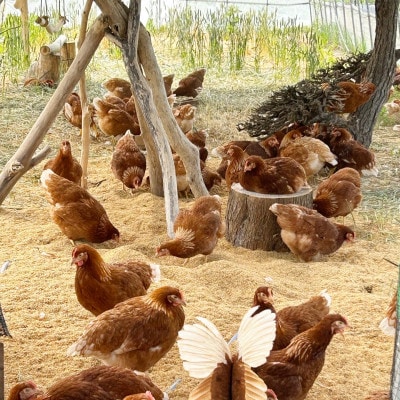 オーガニックファーム・ハッピープレイスの 「ハッピーたまご」40個入り【配送不可地域：離島】