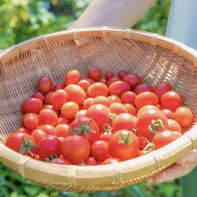 【北海道産有機トマト100%!】無添加で素材の味にこだわった高糖度フルーツトマトジュース　1L×6本