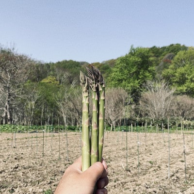 【先行予約】島牧村産露地栽培アスパラガス　1kg(M～Lサイズ混合)【2026年5月上旬～発送予定】【配送不可地域：離島】