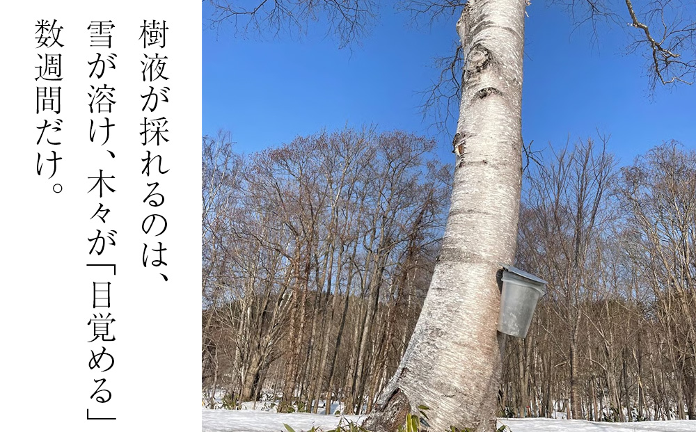 白樺樹液ソーダyadorigi（プレーン）8個