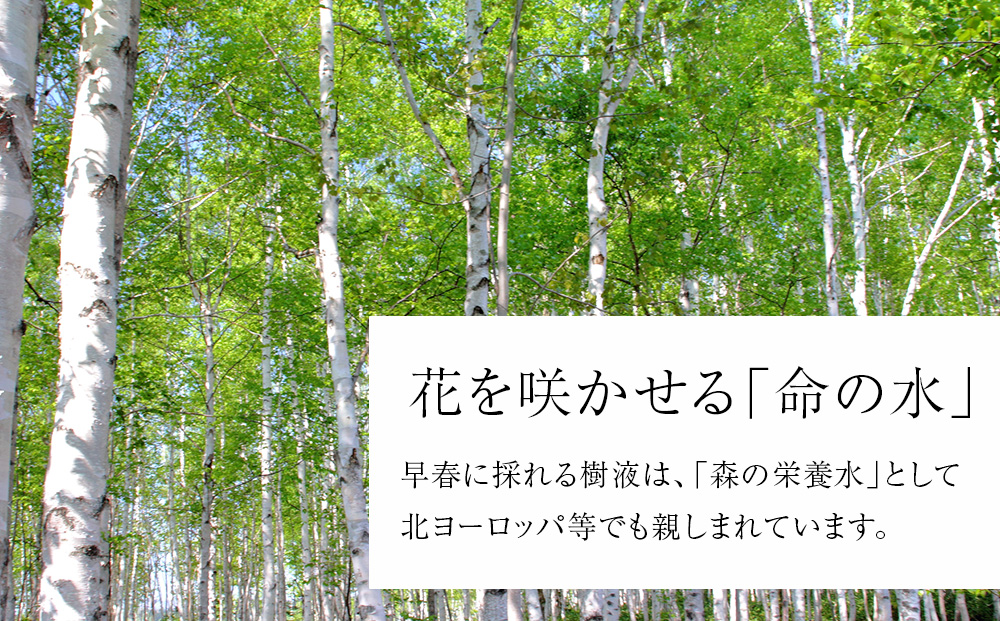 白樺樹液ソーダyadorigi（プレーン）8個