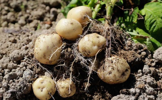 北海道 蘭越産 じゃがいも（男爵） 約10kg