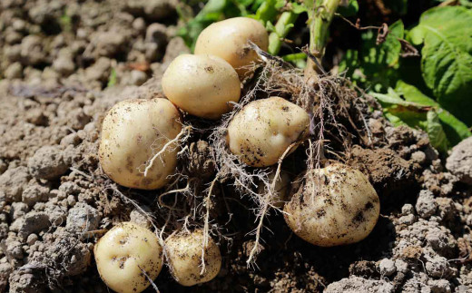 北海道 蘭越産 じゃがいも（男爵） 約20kg