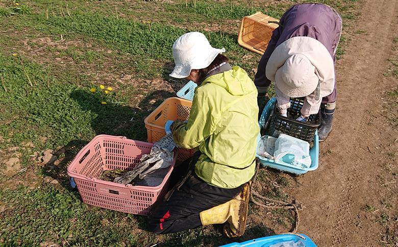 グリーンアスパラ 露地栽培 2L（約1kg相当）【2025年5月下旬～6月上旬発送予定】野菜 アスパラ アスパラガス やさい