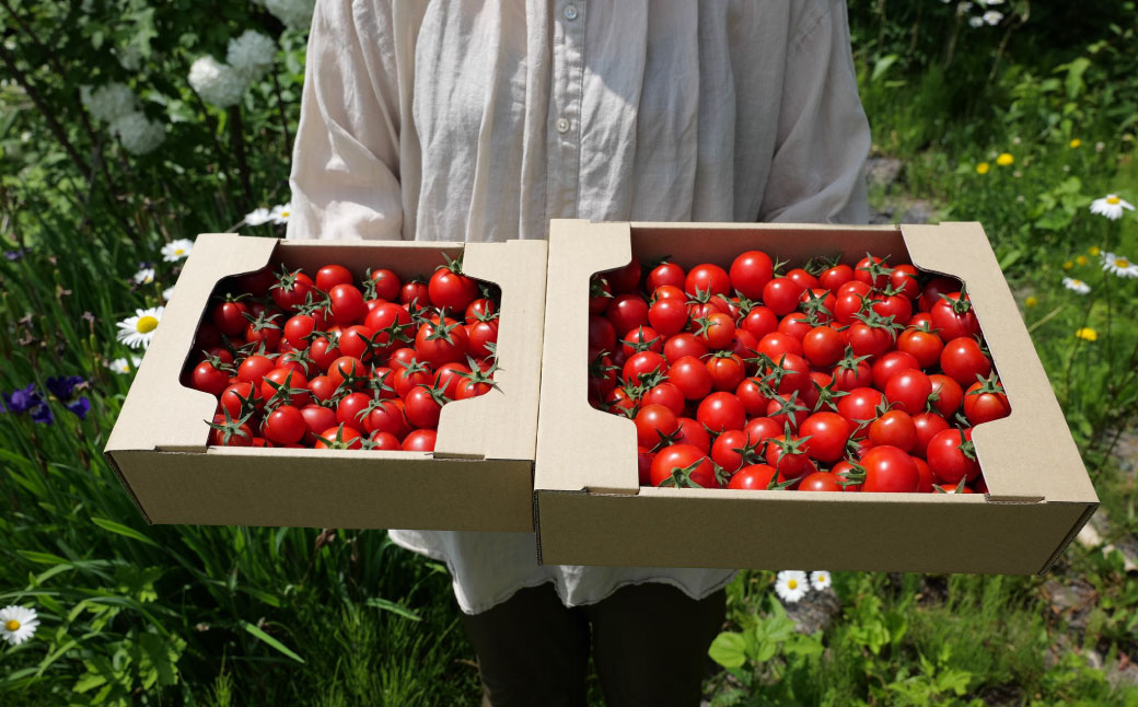 北海道 蘭越町産 トマトジュース（有機ミニトマト使用）720ml×2本 合計1440ml トマト ジュース ミニトマト トマト100% 食塩不使用