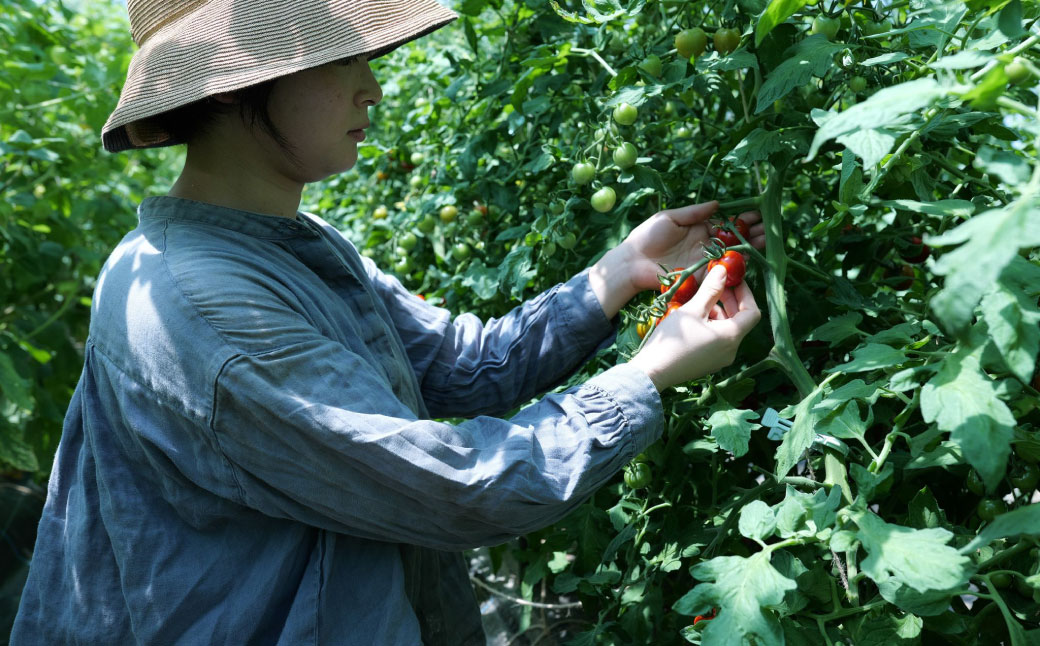 北海道 蘭越町産 トマトジュース（有機ミニトマト使用）720ml×2本 合計1440ml トマト ジュース ミニトマト トマト100% 食塩不使用