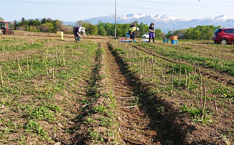 グリーンアスパラ 露地栽培 2L（約1kg相当）【2025年5月下旬～6月上旬発送予定】野菜 アスパラ アスパラガス やさい
