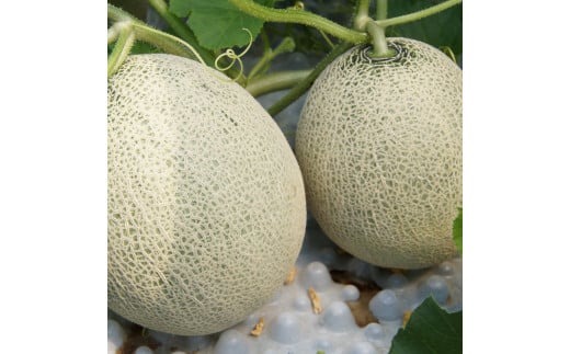 らんこし産 メロン （赤肉） 2玉 めろん 果物 フルーツ 国産 北海道 蘭越産 【2024年7月上旬～2024年9月下旬発送予定】