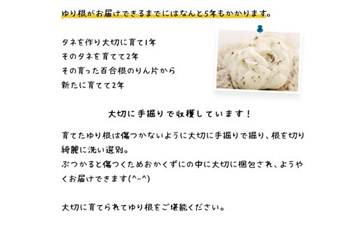 北海道ニセコ町 ゆり根M-L混みサイズ1kg【2025年産】【3200301】