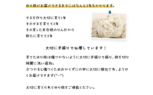 北海道ニセコ町 ゆり根M-L混みサイズ2kg【2025年産】【3200401】