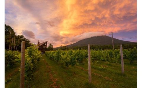 【北海道ニセコ町産】スペシャルキュベ2020（スパークリングワイン）＜贈答用化粧木箱入り＞【10111】