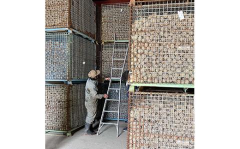 北海道ニセコ産！2023若山農産のきたかむい Sサイズ　10kg【26006】