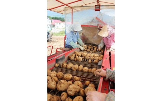 甘くてホクホク！太陽の光をたっぷりと浴びた　北海道真狩村産じゃがいも　キタアカリ「まっかりじゃが」10kg【2025年産】【0114501】