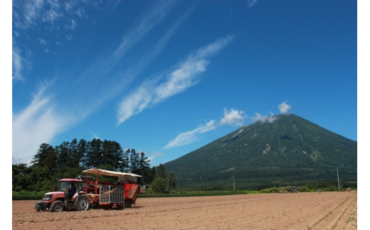 【新じゃが】太陽の光をたっぷりと浴びた北海道真狩産じゃがいも・とうや 10kg【2025年産】【0114701】
