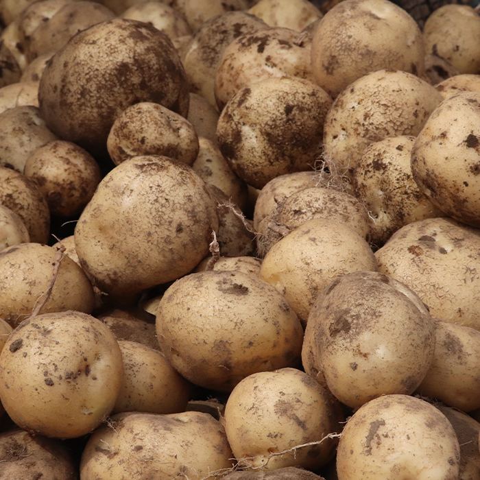 北海道真狩村産　雪の下にんじん約10kgと越冬じゃがいも約10Kg Bセット (じゃがいも種類おまかせ)  【2026年春お届け分】【0115501】