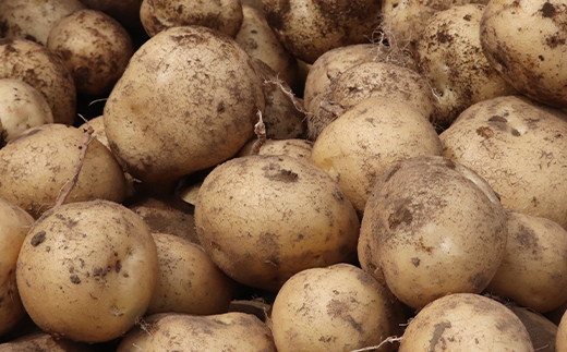 北海道真狩村産　雪の下にんじん約10kgと越冬じゃがいも約10Kg Bセット(男爵)   【2026年春お届け分】【0115601】