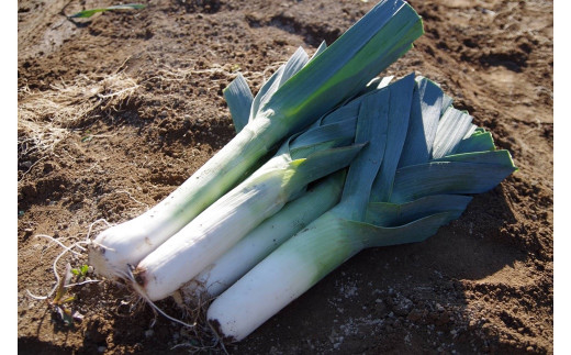 リーキ　3kg【0116401】